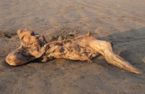 Rapallo contro le troppe sterpaglie degli ultimi mesi Rapallo contro le troppe sterpaglie degli ultimi mesi, il Sindaco Ricci ha firmato in data odierna un’ordinanza che consente l’abbruciamento