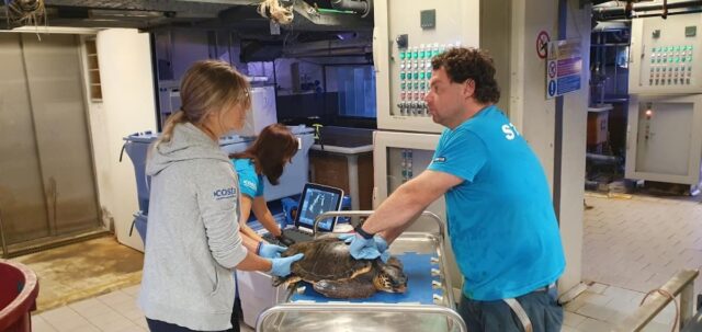 Tartaruga marina soccorsa al largo di Genova