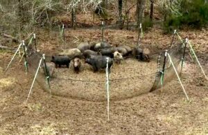 Avs attacca Regione Liguria: stop alle trappole anti cinghiali, metodo crudele