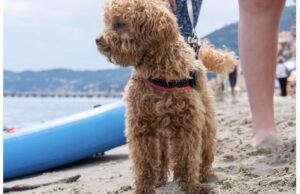 Due chiacchiere con il branco di Laura: incontro ad Alassio “Due chiacchiere con il branco di Laura” – Incontro ad Alassio