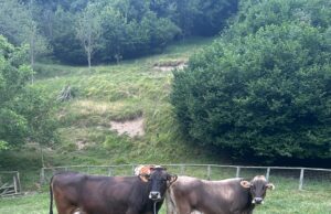 In Liguria il primo corso per dare forza alla zootecnica In Liguria il primo corso per dare forza alla zootecnica per fecondatori laici di bovini, organizzata da Coldiretti La Spezia e Genova