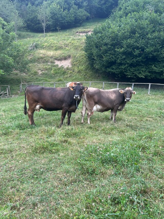 In Liguria il primo corso per dare forza alla zootecnica per fecondatori laici di bovini, organizzata da Coldiretti La Spezia e Genova In Liguria il primo corso per dare forza alla zootecnica per fecondatori laici di bovini, organizzata da Coldiretti La Spezia e Genova