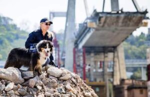 Crollo Morandi, è morto Night Spirit: cane eroe che salvò 6 persone
