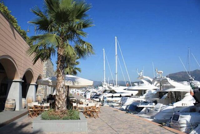 Marina di Sestri Ponente, trovata la testa mozzata di un gattino: indagini in corso Marina di Sestri Ponente, trovata la testa mozzata di un gattino: indagini in corso