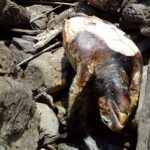 Tartaruga marina trovata morta tra gli scogli a Genova Quarto