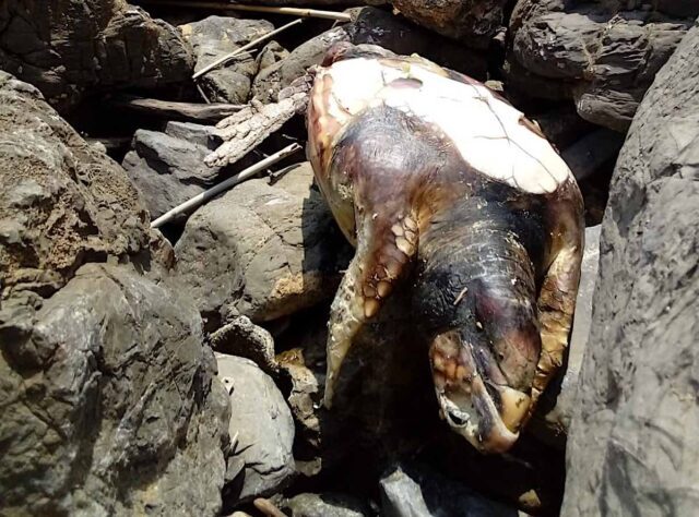 Tartaruga marina trovata morta tra gli scogli a Genova Quarto