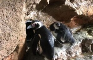 Acquario di Genova- Pif padrino d’eccezione delle due pulcine di pinguino Acquario di Genova- Pif padrino d'eccezione delle due pulcine di pinguino nate nell'estate 2024 che si chiamano Piffetta e Marziana