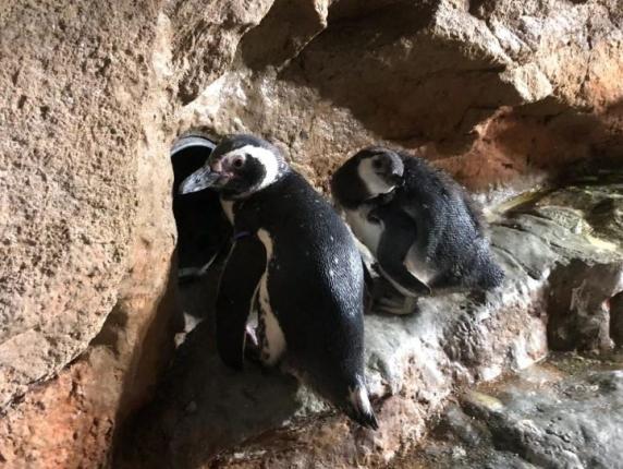 Acquario di Genova- Pif padrino d'eccezione delle due pulcine di pinguino nate nell'estate 2024 che si chiamano Piffetta e Marziana Acquario di Genova- Pif padrino d'eccezione delle due pulcine di pinguino nate nell'estate 2024 che si chiamano Piffetta e Marziana