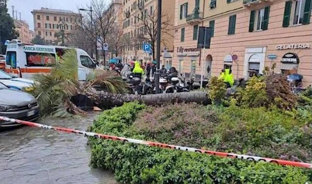 Rimossa la palma crollata in piazza Paolo da Novi Rimossa la palma crollata in piazza Paolo da Novi