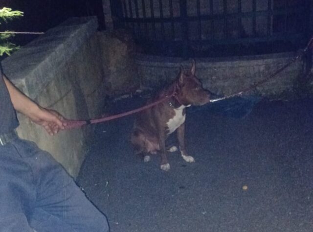 Pittbull legato cimitero