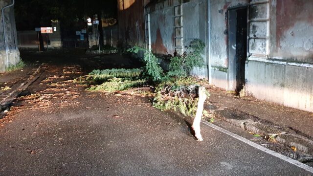 Ramo caduto capolungo nervi