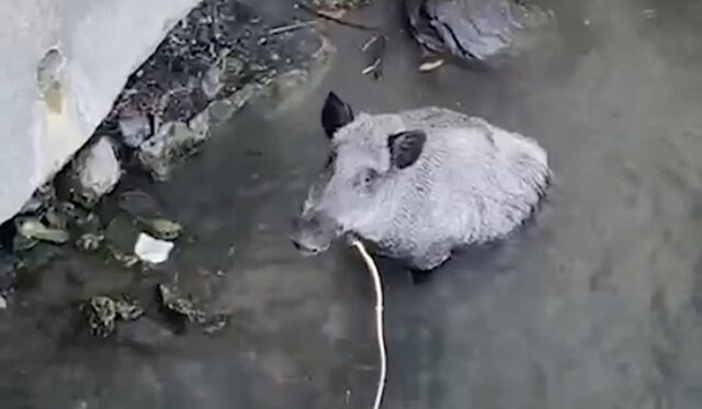 Blitz animalista in Regione Liguria contro la caccia Blitz animalista in Regione Liguria contro la caccia