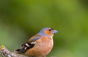 Lega Abolizione Caccia contro la delibera della giunta Bucci Lega Abolizione Caccia contro la delibera della Giunta Bucci