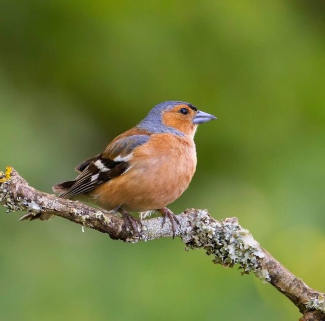 Lega Abolizione Caccia contro la delibera della Giunta Bucci