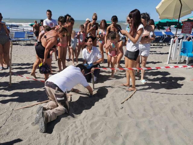 A Sarzana un nuovo nido di tartaruga caretta caretta: quinto della stagione in Liguria