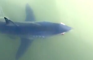 Squalo Mako finisce nelle reti dei pescatori in Liguria: è una specie rara e minacciata