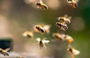 Inseguito e punto da sciame vespe: 68enne morto per choc anafilattico