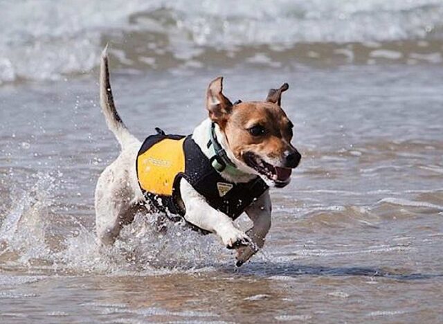 Albissola Marina, giornata sicurezza cani in acqua al Bau Bau Village