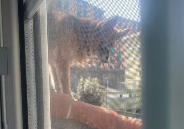 cane quezzi Cane lasciato su tetto a Quezzi salvato dalla Croce Gialla e Vigili del Fuoco