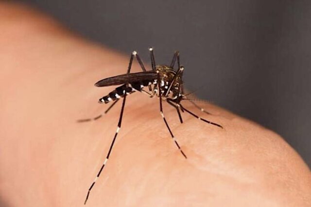 West Nile a Genova: il tavolo tecnico regionale interviene subito