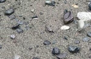 Varazze, la schiusa del nido: 63 tartarughe marine raggiungono il mare