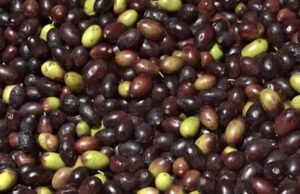 Olive taggiasche liguri: ottenuto il riconoscimento IGP Olive taggiasche liguri: ottenuto il riconoscimento IGP