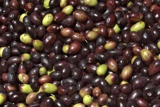 Olive taggiasche liguri: ottenuto il riconoscimento IGP Olive taggiasche liguri: ottenuto il riconoscimento IGP