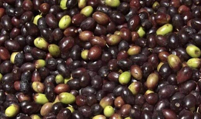 Olive taggiasche liguri: ottenuto il riconoscimento IGP Olive taggiasche liguri: ottenuto il riconoscimento IGP