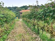 Vendemmia 2025 a Morego: i vini del Marchese Cattaneo Adorno tra storia e tradizione ligure