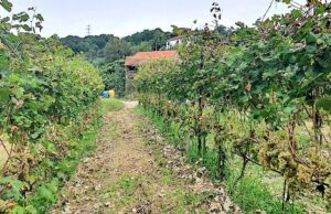 Vendemmia 2025 a Morego: i vini del Marchese Cattaneo Adorno tra storia e tradizione ligure