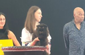 WorldCats Genova 2025: seconda giornata dell’esposizione felina con oltre 700 gatti in gara WorldCats Genova 2025: seconda giornata dell’esposizione felina con oltre 700 gatti in gara