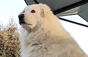 Aggressione da pastore maremmano a Mignanego: coppia finisce in ospedale, lei rischia amputazione Aggressione da pastore maremmano a Mignanego: coppia finisce in ospedale, lei rischia amputazione