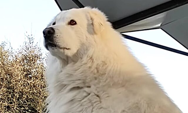 Aggressione da pastore maremmano a Mignanego: coppia finisce in ospedale, lei rischia amputazione