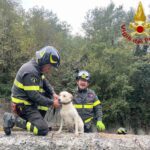 Rossiglione, cane cade nel torrente mentre rincorre un capriolo: salvato dai Vigili del Fuoco