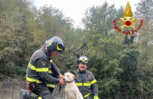 Rossiglione, cane cade nel torrente mentre rincorre un capriolo: salvato dai Vigili del Fuoco Rossiglione, cane cade nel torrente mentre rincorre un capriolo: salvato dai Vigili del Fuoco
