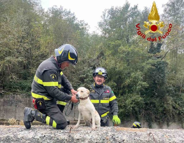 Rossiglione, cane cade nel torrente mentre rincorre un capriolo: salvato dai Vigili del Fuoco