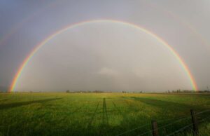 Il Nano Morgante | Futile ma indispensabile Il Nano Morgante | Futile ma indispensabile