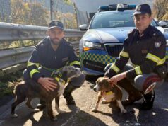 Cani in fuga sulla A7 tra Vignole e Isola del Cantone: salvati dalla Polizia Stradale Cani in fuga sulla A7 tra Vignole e Isola del Cantone: salvati dalla Polizia Stradale
