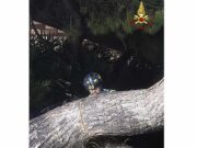 Maltempo a Genova, oltre cento interventi dei Vigili del Fuoco: alberi caduti e allagamenti in città Maltempo a Genova, oltre cento interventi dei Vigili del Fuoco: alberi caduti e allagamenti in città