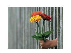 Stefania Magnone presenta “La cura” Dettaglio copertina "La cura" di Stefania Magnone