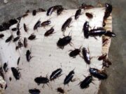 Blatte e gravi carenze igieniche: chiuso un ristorante in via di Prè a Genova Blatte e gravi carenze igieniche: chiuso un ristorante in via di Prè a Genova