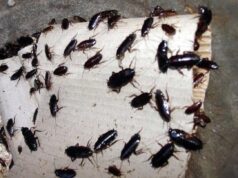 Blatte e gravi carenze igieniche: chiuso un ristorante in via di Prè a Genova Blatte e gravi carenze igieniche: chiuso un ristorante in via di Prè a Genova