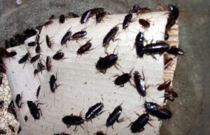 Blatte e gravi carenze igieniche: chiuso un ristorante in via di Prè a Genova Blatte e gravi carenze igieniche: chiuso un ristorante in via di Prè a Genova