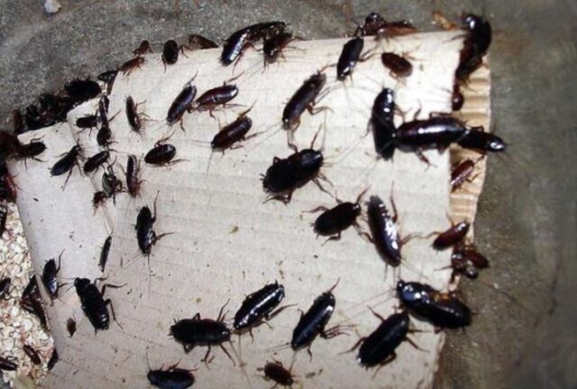 Blatte e gravi carenze igieniche: chiuso un ristorante in via di Prè a Genova Blatte e gravi carenze igieniche: chiuso un ristorante in via di Prè a Genova