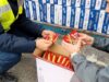 Porto di Genova-Prà, sequestrate oltre 85mila confezioni di noodles irregolari: contenevano proteine animali vietate Porto di Genova-Prà, sequestrate oltre 85mila confezioni di noodles irregolari: contenevano proteine animali vietate