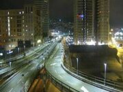 Cinghiali sulla Sopraelevata di Genova: strada chiusa e intervento della polizia locale Cinghiali sulla Sopraelevata di Genova: strada chiusa e intervento della polizia locale