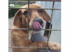 Sequestro penale a Rapallo per cane detenuto in isolamento sociale: denunciati i proprietari Sequestro penale a Rapallo per cane detenuto in isolamento sociale: denunciati i proprietari