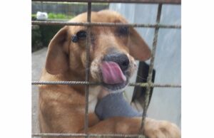 Sequestro penale a Rapallo per cane detenuto in isolamento sociale: denunciati i proprietari Sequestro penale a Rapallo per cane detenuto in isolamento sociale: denunciati i proprietari