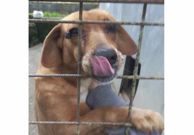 Sequestro penale a Rapallo per cane detenuto in isolamento sociale: denunciati i proprietari