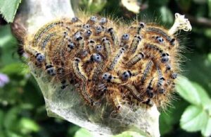 Chiavari: intervento contro la processionaria del pino su 130 alberi Chiavari: intervento contro la processionaria del pino su 130 alberi